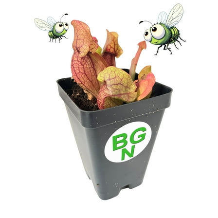 Purple Pitcher Plant - Sarracenia purpurea var. venosa - Carnivorous Plant