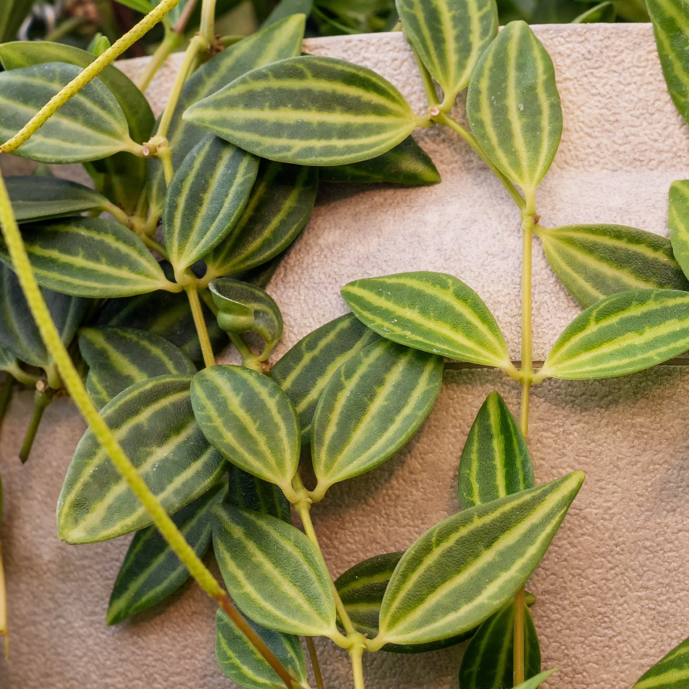 6 in. Peperomia Funky Frog Plant in Grower Container