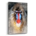 thumbnail image 2 of Epic Art 'Blushing Mandrill' by Robert Campbell, Acrylic Glass Wall Art, 24"x36", 2 of 8