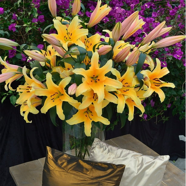Lily DP744-LP.jpg?v=1742608225