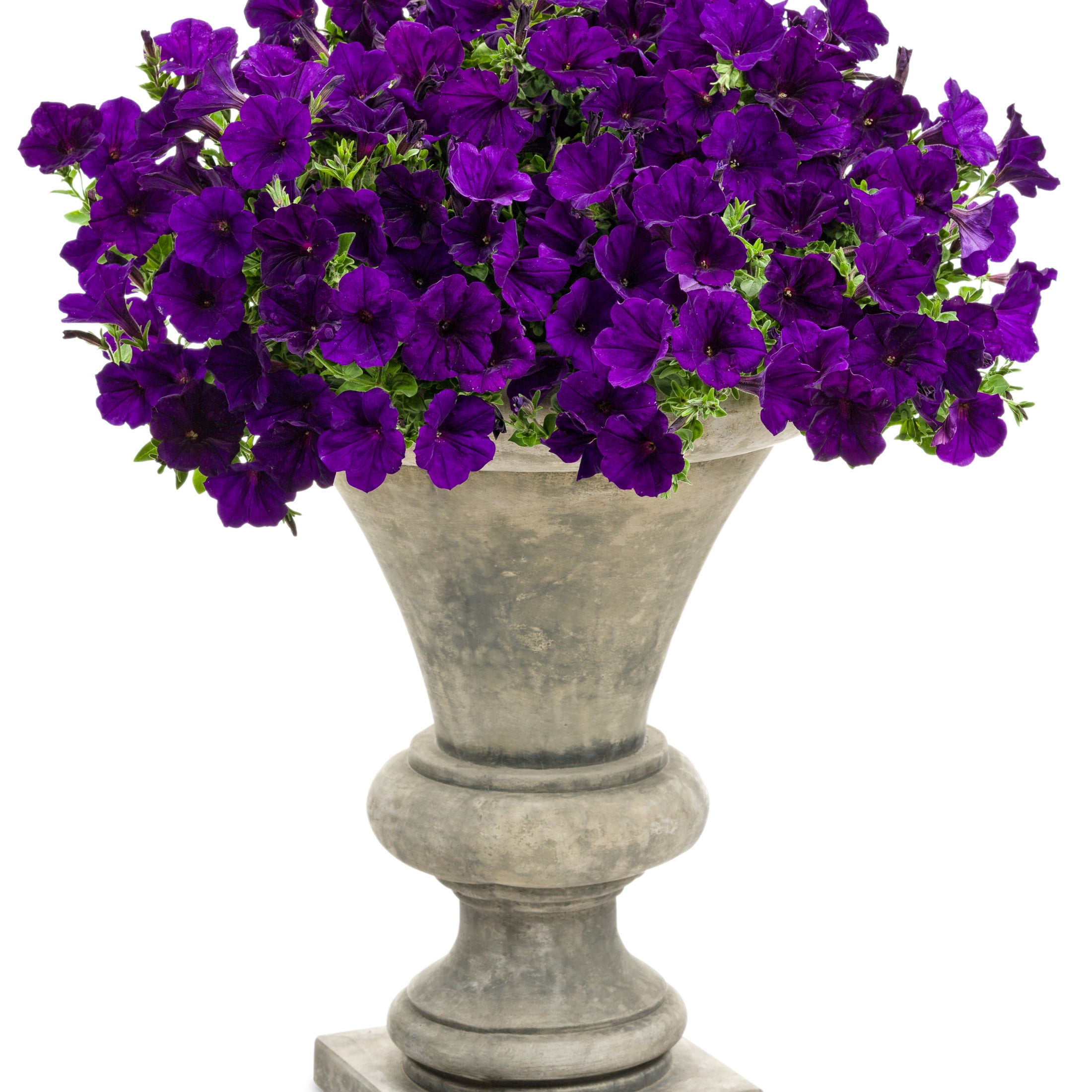 Proven Winners 4" Purple Supertunia Royal Velvet Petunia Live Plant in 4.25" Pot (4 Count)