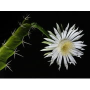 Acanthocereus tetragonus - Night Blooming Cactus - 2.5"  Pot