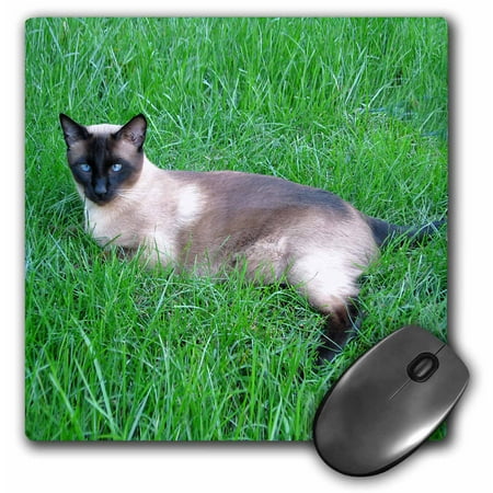 3dRose Siamese Cat, Mouse Pad, 8 by 8 inches