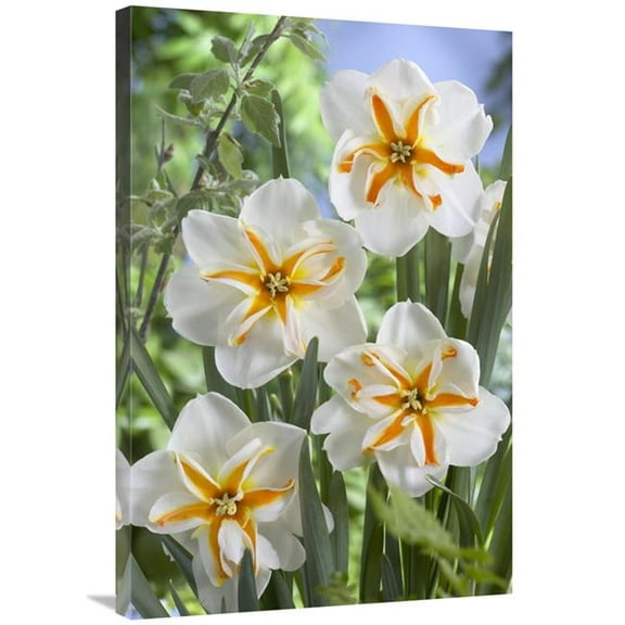 24 x 36 in. Daffodil Trepolo Variety Flowers Art Print - Visionspictures