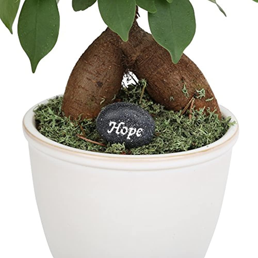 Costa Farms 1-Year Old, Mini Grower's Choice Bonsai Live Indoor Tree  Tabletop Plant, White Ceramic Planter White Decor Planter Mini Bonsai 