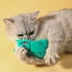 thumbnail image 3 of Juguetes de hierba gatera (3 piezas), juguetes para gatos, juguete de hierba gatera para gatos, juguete de peluche de hierba gatera, cojín de hierba gatera para gatos, juguetes de interior para gatos, 3 of 5