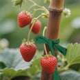 thumbnail image 4 of Attaches de Jardin Flexibles Extensibles Réutilisables avec Sangles Douces pour Grimper Vignes, 4 of 6