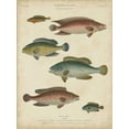 thumbnail image 2 of Rees, Abraham 25x32 White Modern Wood Framed Museum Art Print Titled - Non-Embellished Ichthyology I, 2 of 4