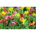 thumbnail image 2 of Seedville 5 Mixed Canna Lily Flower Seeds, 2 of 11