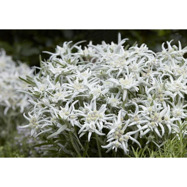 Blossom of Snow Edelweiss - Leontopodium alpinum - 2.5