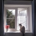 thumbnail image 4 of Flat Cats Window protection for Cats White Mesh White Fixings Pack of Two Screens the same size, 4 of 5