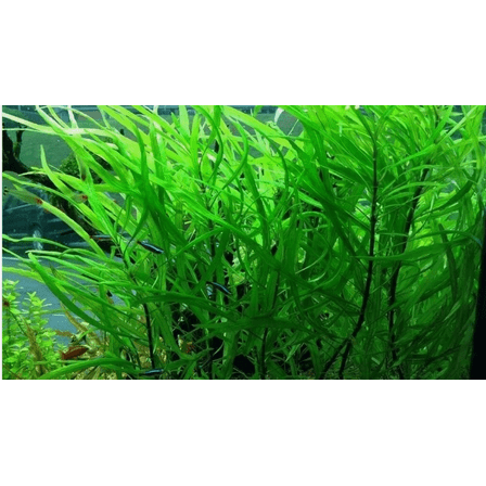 Hygrophila Angustifolia – Easy Live Freshwater Aquarium Plant for Fish Tanks