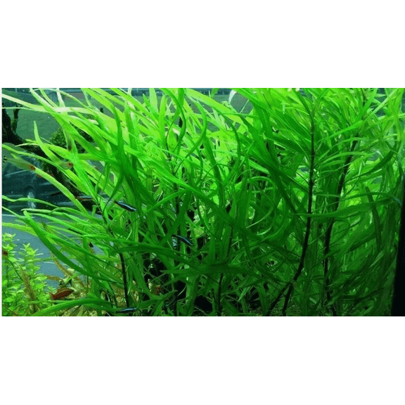 Hygrophila Angustifolia – Easy Live Freshwater Aquarium Plant for Fish Tanks