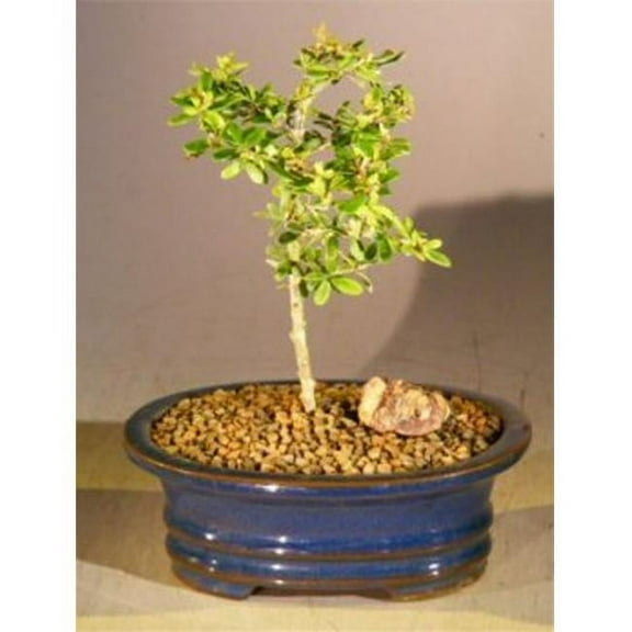 Bonsai Boy of New York  Neea Buxifolia Flowering Tropical Boxwood Bonsai Tree, Small