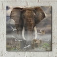 thumbnail image 4 of Epic Art 'Mighty Elephant' by Enright, Acrylic Glass Wall Art, 12"x12", 4 of 8