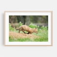 thumbnail image 2 of On The Move Wildlife Photography Print - Photography Fox Wildlife Animal Nature Woodland Wilderness Scenic Unframed Wall Art Print 24 x 36 inches, 2 of 7