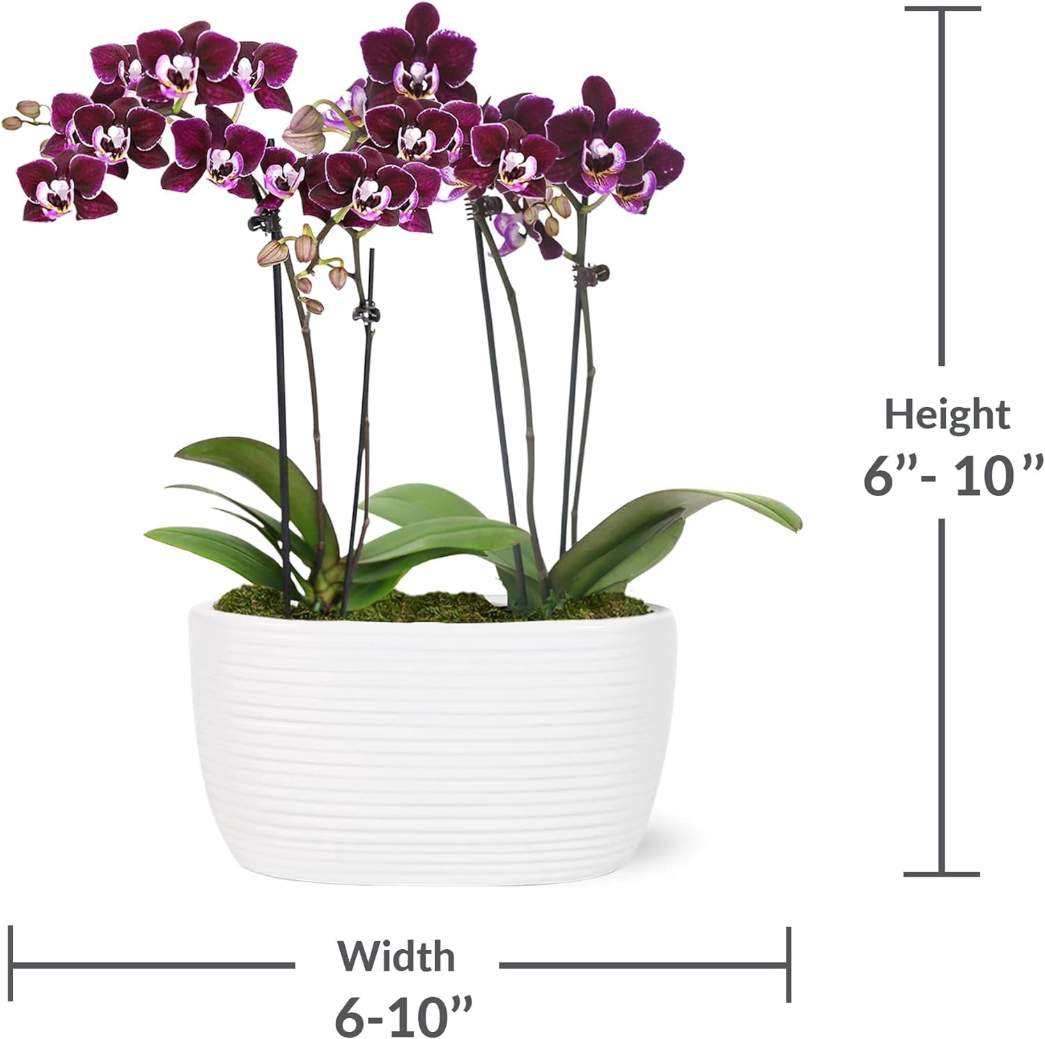 Just Add Ice 6-10" Dark Purple Mini Orchid Duo Live Plants in 4" White Ceramic Planter, House Plant
