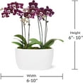 thumbnail image 6 of Just Add Ice 6-10" Dark Purple Mini Orchid Duo Live Plants in 4" White Ceramic Planter, House Plant, 6 of 7