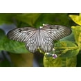 thumbnail image 2 of Jaynes Gallery 24x17 Gold Ornate Wood Framed with Double Matting Museum Art Print Titled - Indonesia-Bali Blanchards ghost butterfly on plant, 2 of 4