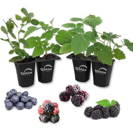 Berry Variety Pack - 4 Live Starter Plants - A Selection of Blueberry, Blackberry, and Raspberry Varieties For Your Edible Garden