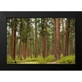 thumbnail image 2 of Berzel, Erin 18x13 Black Modern Framed Museum Art Print Titled - Willamette Natl Forest IV, 2 of 5