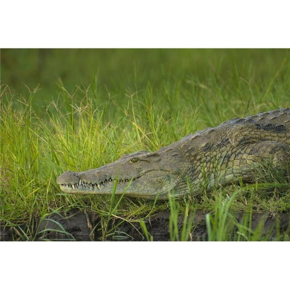 Posterazzi DPI12268448 Crocodile on The Banks of The Shire River Liwonde National Park - Malawi Poster Print - 19 x 12 in.