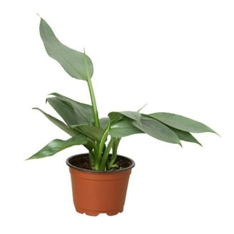 Philodendron 'Pink Princess' - Walmart.com