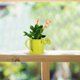 thumbnail image 1 of RENACLIPY Regadera Metálica Color Para Plantas Interiores Con Multifuncional, 1 of 7