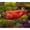 Hedgehog on Pepper, variant on Top Land Trading 3.25" Hedgehog Garden Statue