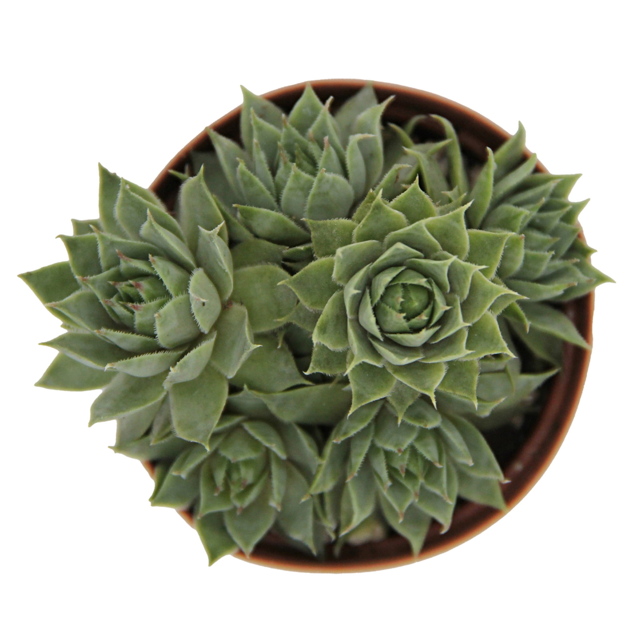 ReptiCulture Assorted Sempervivum - Desert 2" Pot 3 pk