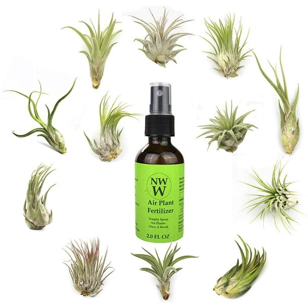 Live Tillandsia Air Plants with Air Plant Fertilizer Variety Pack of 12 Pack Assorted Size and