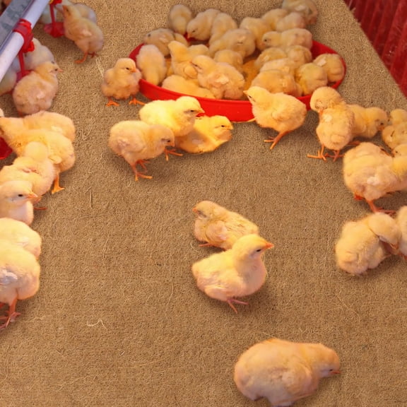 8 Pack Jute Chicken Nesting Pads for Red Barn Brooder