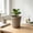 #240Dark Gray, variant on Large Faux Ceramic Embossed Planter with Sturdy Plastic Construction and Removable Tray, Modern Plant Pot for Flowers, Greenery, and Home Garden Decoration.