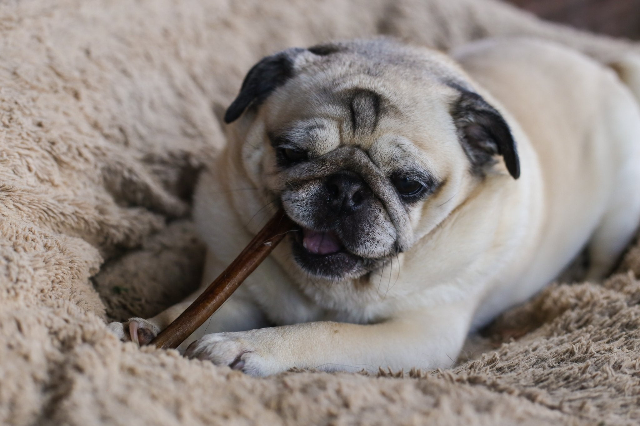 Standard 6" Bully Stick Premium