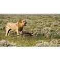 thumbnail image 2 of Young, Bill 14x10 Gold Ornate Wood Framed with Double Matting Museum Art Print Titled - Namibia, Etosha NP Male lion roars over carcass, 2 of 4