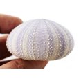 thumbnail image 3 of 1 Beautiful Natural Purple Sea Urchin 2"- 2 1/2" Coastal Beach Crafts Decor Art Coastal Cottage, 3 of 3
