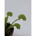thumbnail image 2 of Carnivorous Plant in 2 inch Pot, Perennial Living Bug Catcher Tiny Mini Pixie Plant, 2 of 8