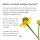 thumbnail image 2 of Beecheii Abeja Melipona Primera Extracci&oacute;n de Miel Cruda Melipona Beecheii Pura Producto de Origen 100% Natural Sin Conservadores Alta Pureza Producido Con &Eacute;tica Desde Yucatan (K, 2 of 9
