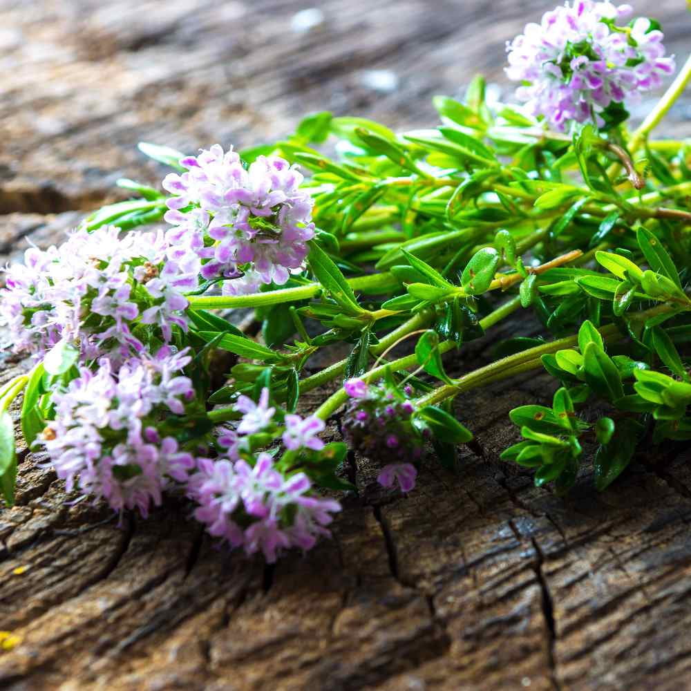 Drought Tolerant Summer Savory Herb Garden Plant Seeds For Xeriscaping - 1 LB