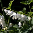 thumbnail image 3 of White Bleeding Hearts Flower - 2 Bare Roots - Attracts Butterflies, Bees & Hummingbirds-Spring Garden Perennial, 3 of 6