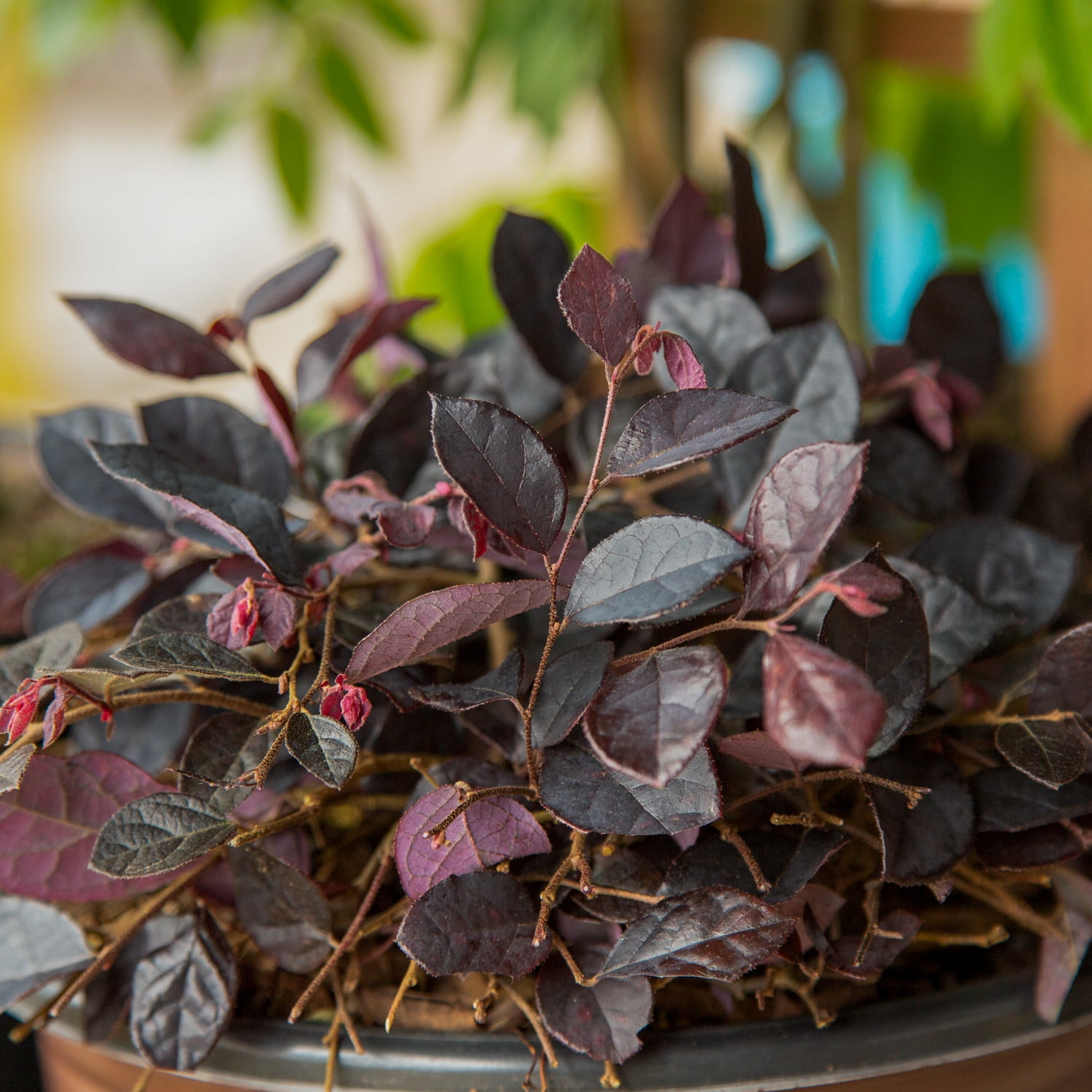 Southern Living Purple Pixie Loropetalum Live Shrub in 3-Gallon Grower Pot