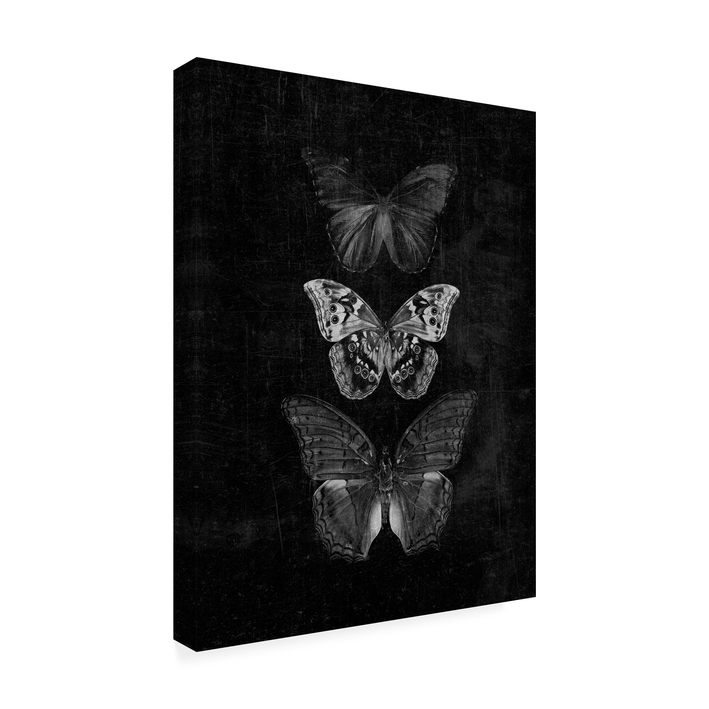 Canvas Wall Art - Tom Quartermaine 'Three Butterflies on Black Print Original' Wall Art for Living Room, Bedroom, or Office DÃ©cor by Trademark Fine Art - 35 x 47 Inches
