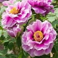 thumbnail image 4 of 10+ Seeds| Chojuraku tree peony Flower Seeds for planting in the garden- perennial plant #B050 [BUY 3 GET 1 FREE ], 4 of 5