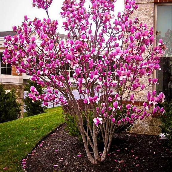 Ann Magnolia Tree Live Plant, 3-5'' Tall, Dormant Magnolia Flowering Shrub Tree for Indoor and Outdoor Décor