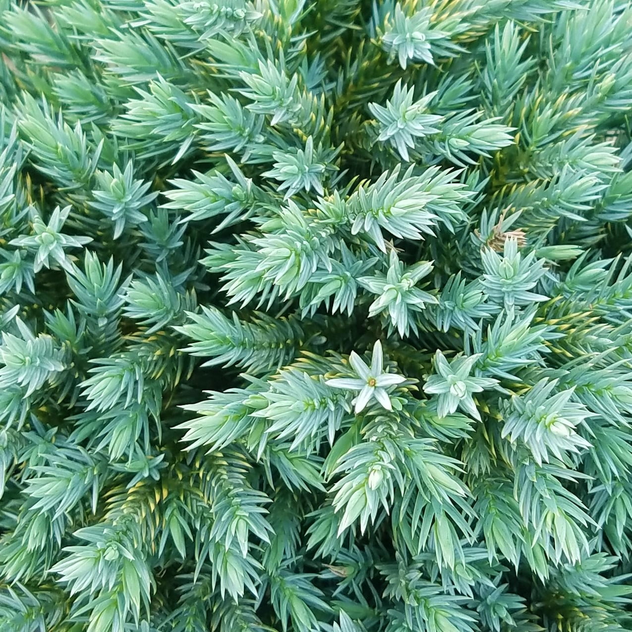 Expert Gardener Blue Star Juniper (2.5 Quart) Low-Growing Groundcover Evergreen Shrub - Full Sun Live Outdoor Plant