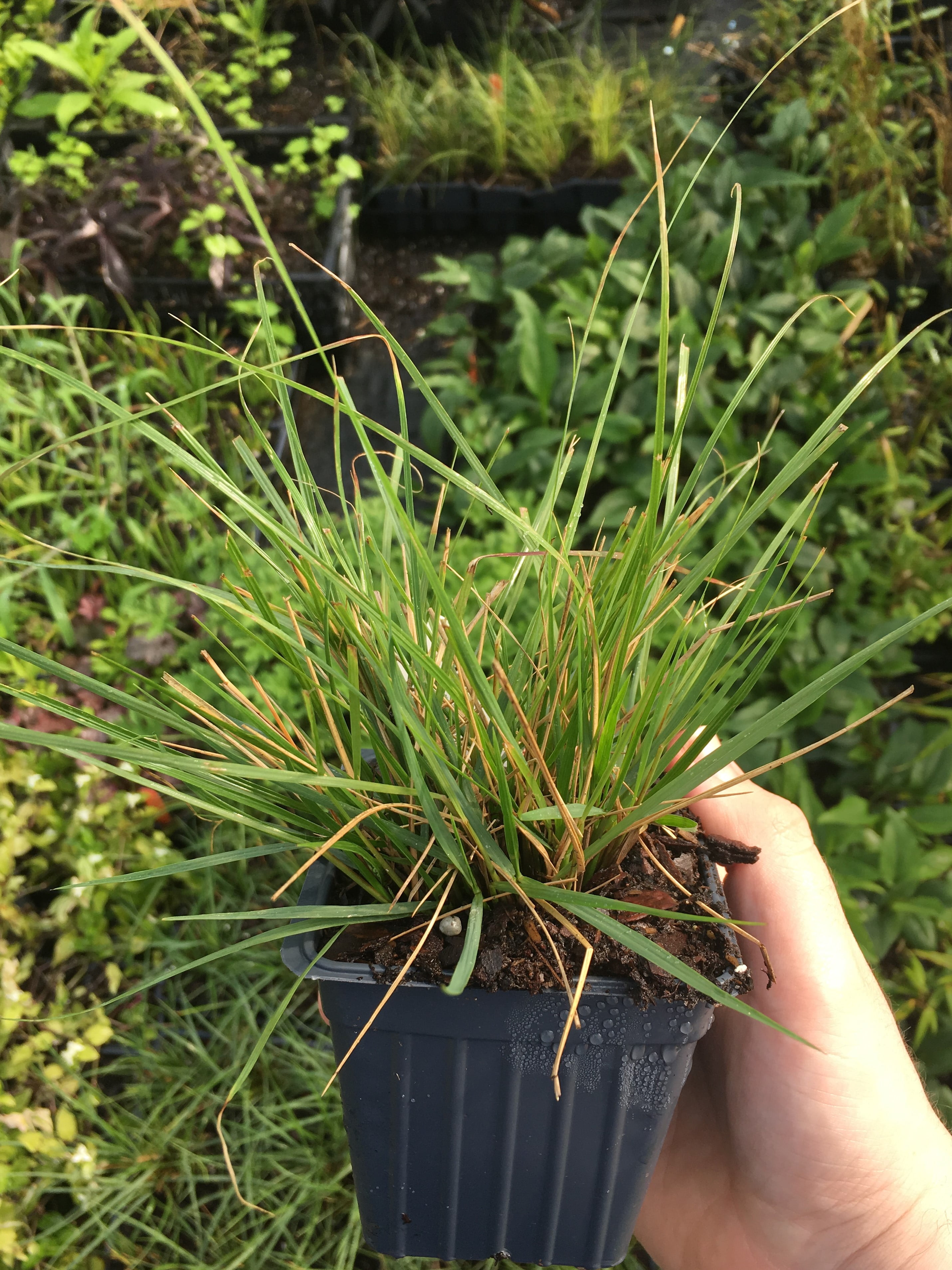 Pink Muhly Grass Live Plants (Pack Of 3) – 5-9 Inch Tall, Ornamental Perennial Grass For Landscaping