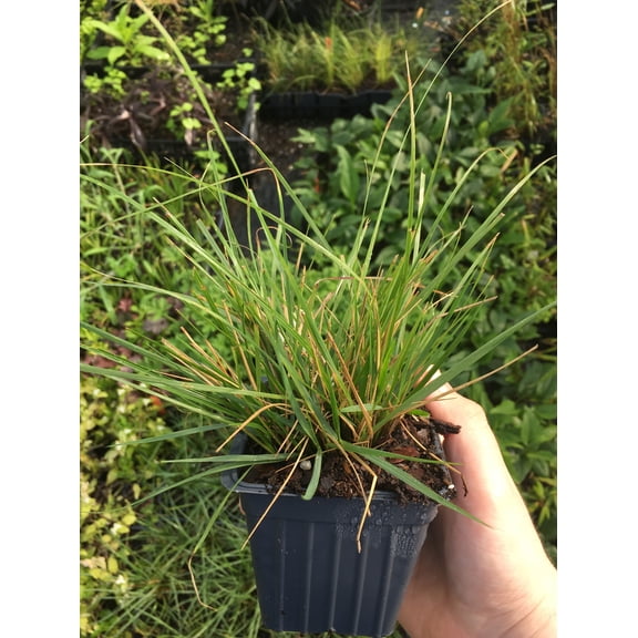 Daylily Nursery Hameln Grass Live Plant with 4in Pot