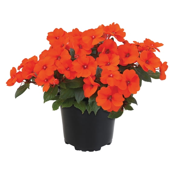 Altman Plants Orange Sunpatiens, 2.5 Qt. Pot, Full Sun to Part Shade, Flowering Live Plants