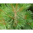 thumbnail image 2 of Eastern White Pine Tree Seedlings for Planting - Evergreen Tree Seedlings - Grow Beautiful Evergreen Tree Seeds (2 Seedlings) - No Ship to California, 2 of 3