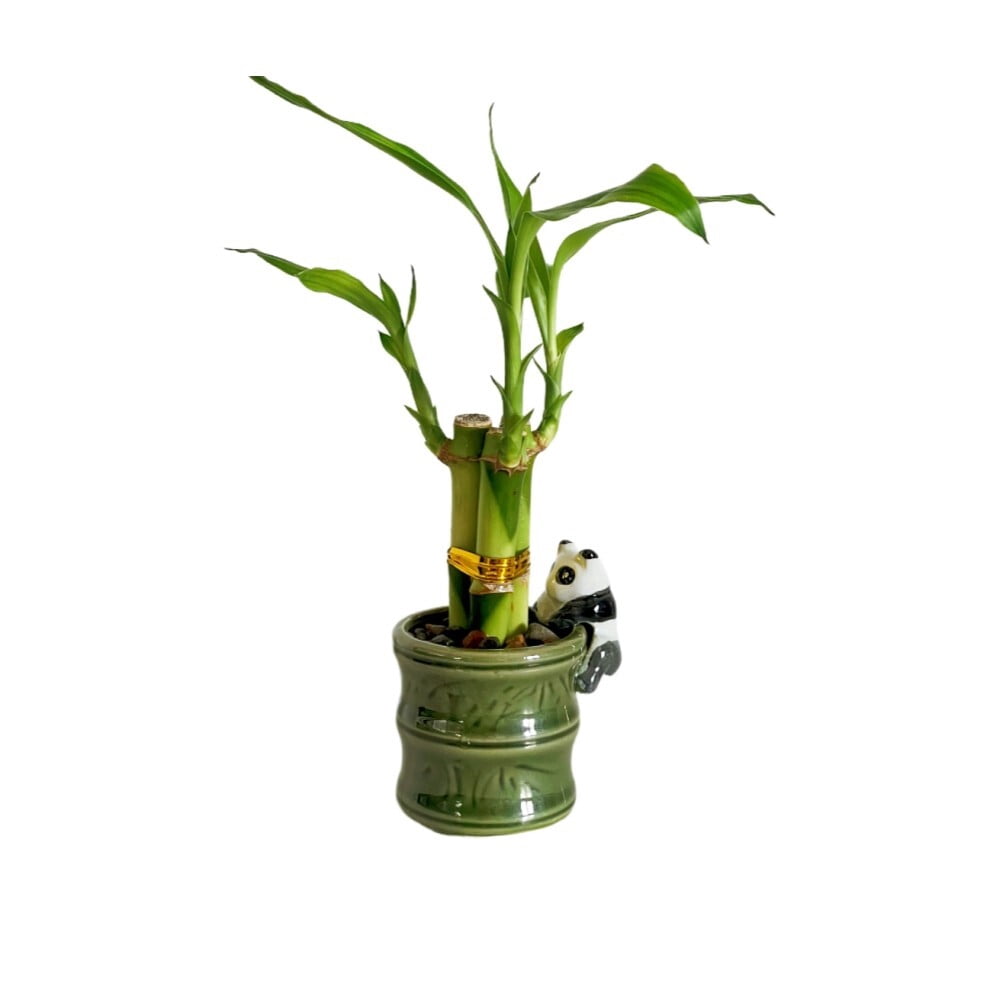 2-Pack Small Lucky Bamboo Live Indoor Plants with Ceramic Vase for Home & Office